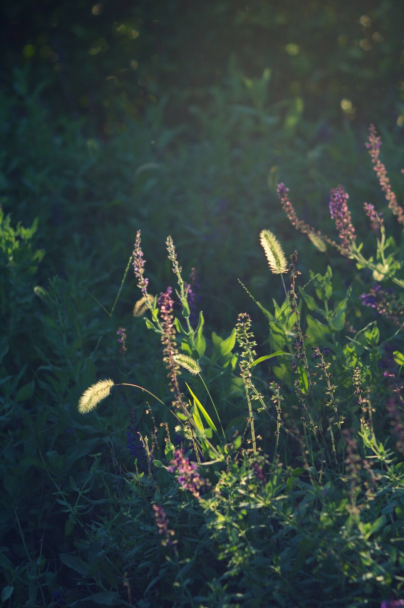 Garden inspiration: wildflowers and grasses in evening light